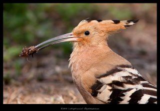 Удод - Hoopoe
