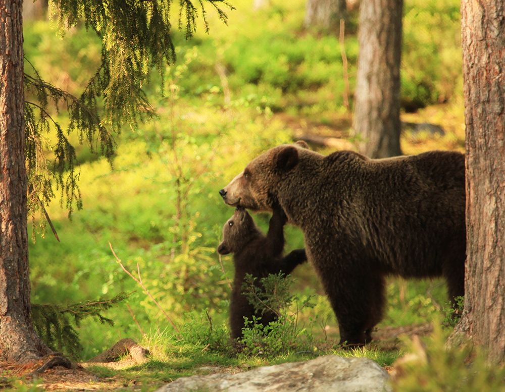 Животное тайги бурый медведь. Бурый медведь в тайге. Бурый медведь в тайге России. "Медведи в лесу" Kim Norlien. Медведь в лесу.