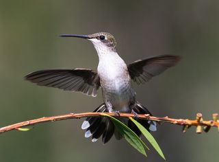 Колибри - Ruby-throated Hummingbird. Female