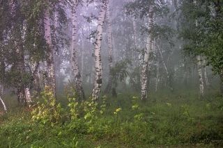 Берёзки в тумане