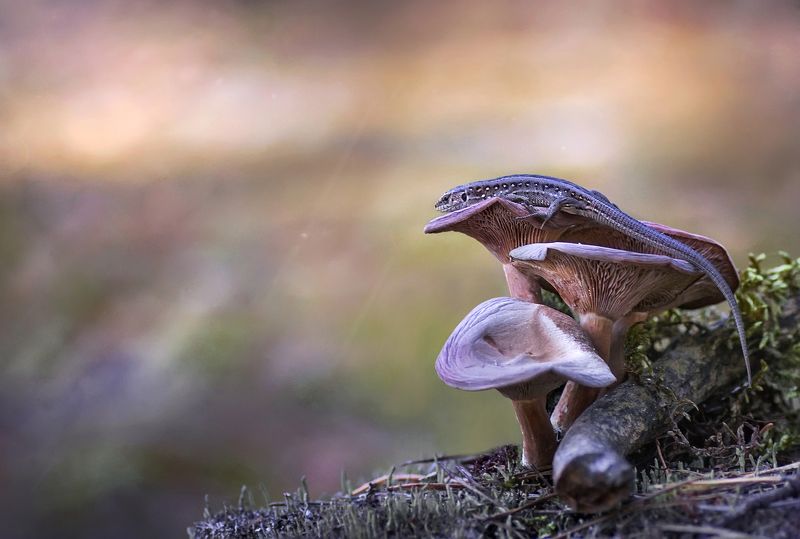 макро, ящерица, гриб, лес ***photo preview