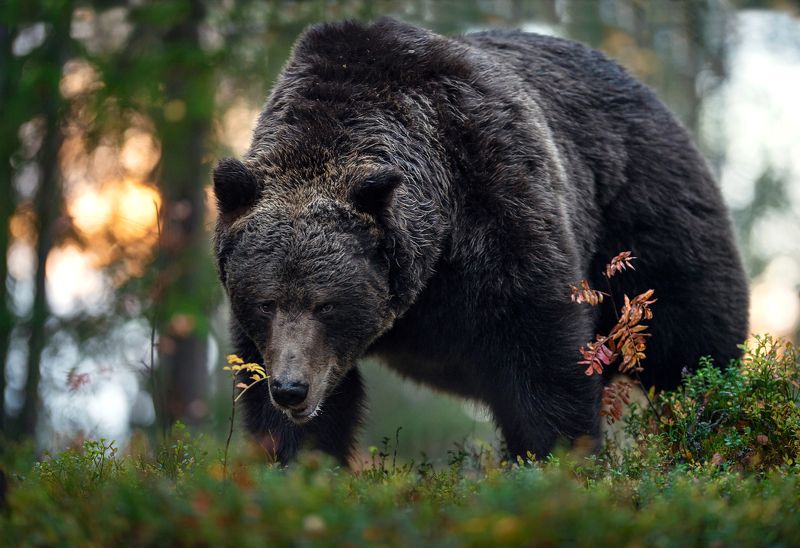 brown bear, Скоро в спячку.photo preview