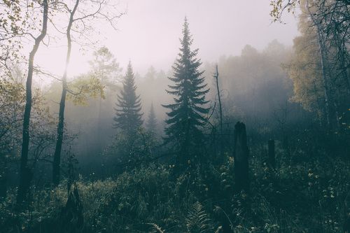 Туманный лес. Столбы