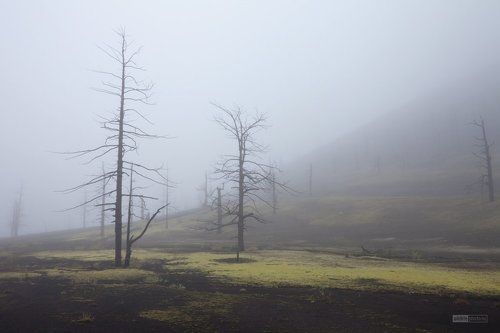 Dead forest