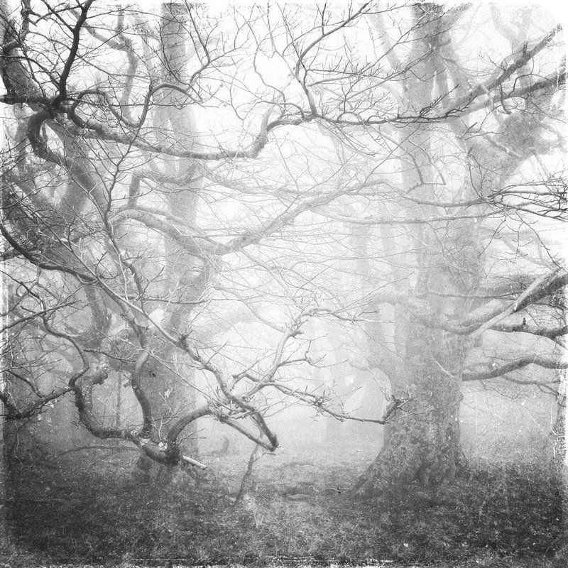 пейзаж, туман, деревья Ж Жphoto preview