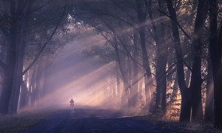 Туман укутал пелериной стволы деревьев и меня.