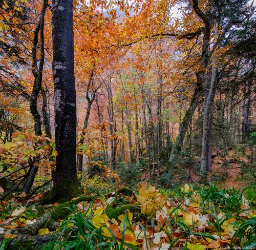 Осенний горный лес