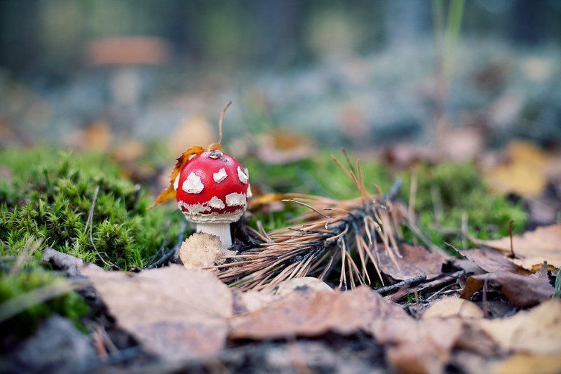 лес, грибы, осень В лесуphoto preview