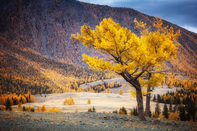 алтай сентябрь курай лиственница осень золото горы чуя дерево ***photo preview