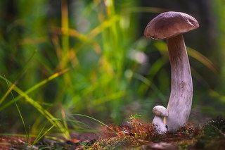 Под присмотром