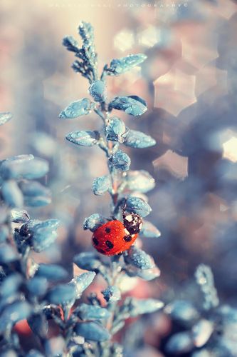Ladybird on blue heather
