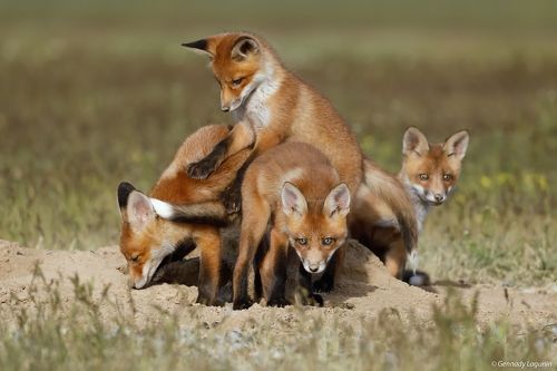 Братцы лисы