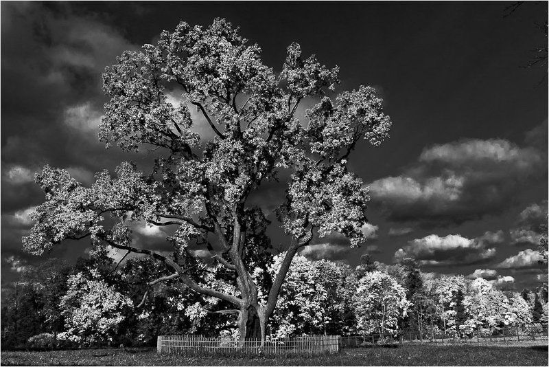 гатчина,парк,серебряный,дуб Серебряный дуб на Серебряном лугу...photo preview