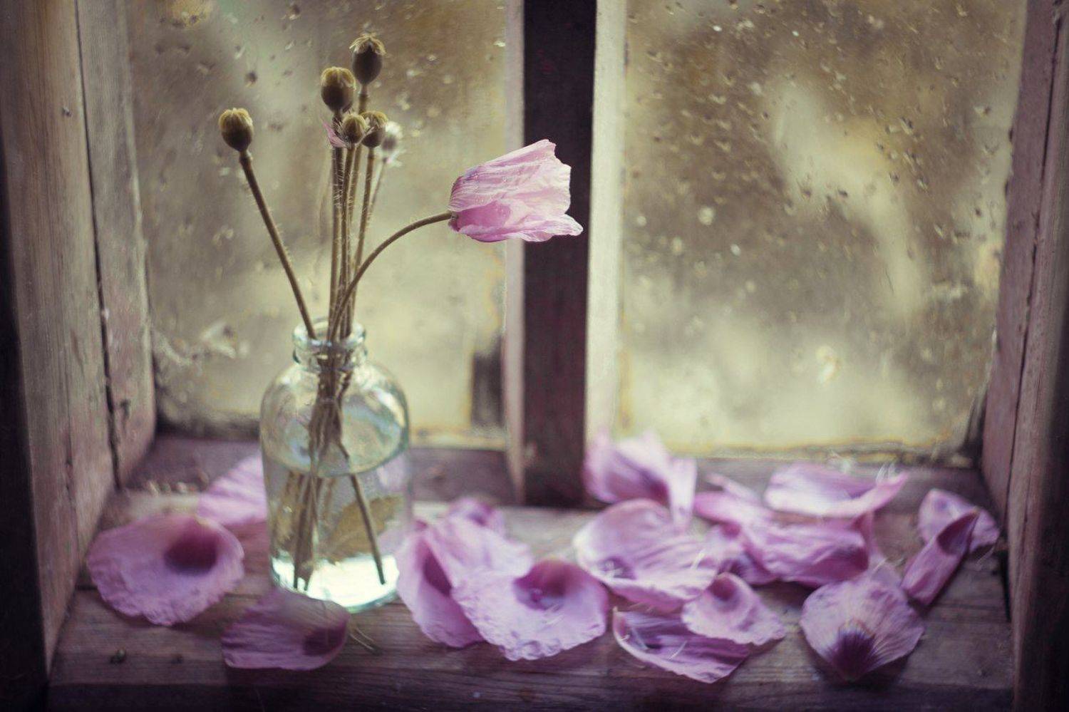 Я найду свое счастье по увядшим цветам. Увядший цветок. Натюрморт на окне. Цветы в вазе на окне. Засохшие цветы.