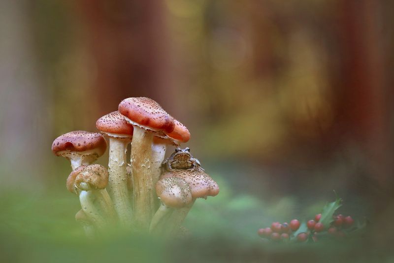 Лес,осень,грибы. Опята.photo preview