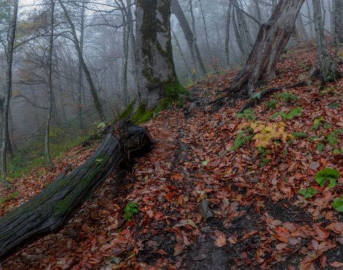 Туман в буковом лесу. Красная поляна. Ноябрь 2018