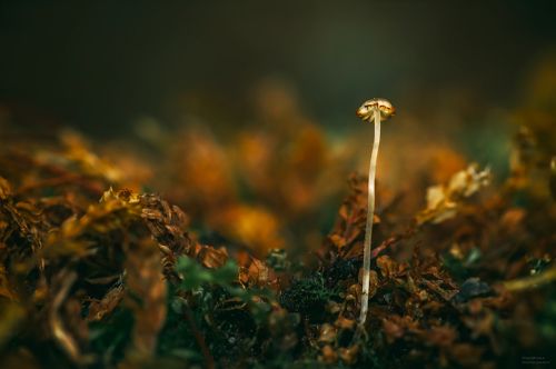 В мире крохотных грибов