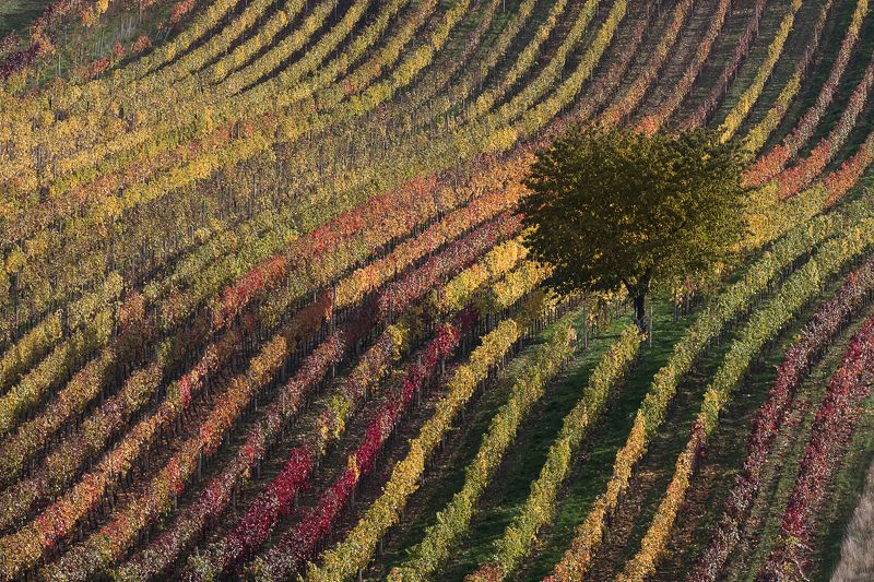 осень, моравия, виноград, цвет, диагональ Диагоналиphoto preview