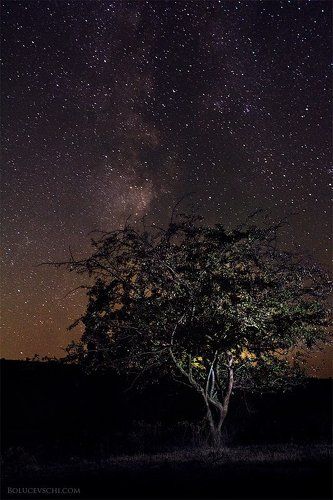 Дерево под звёздным небом