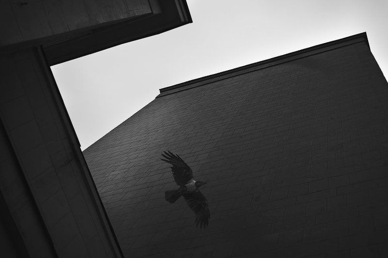 Тени зданий. Тень здания. Черные вороны на стену. Стена ворона. Ветровая тень здания.