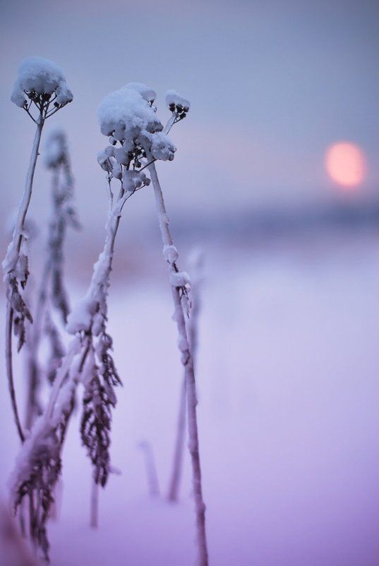 зима зимняя сказкаphoto preview