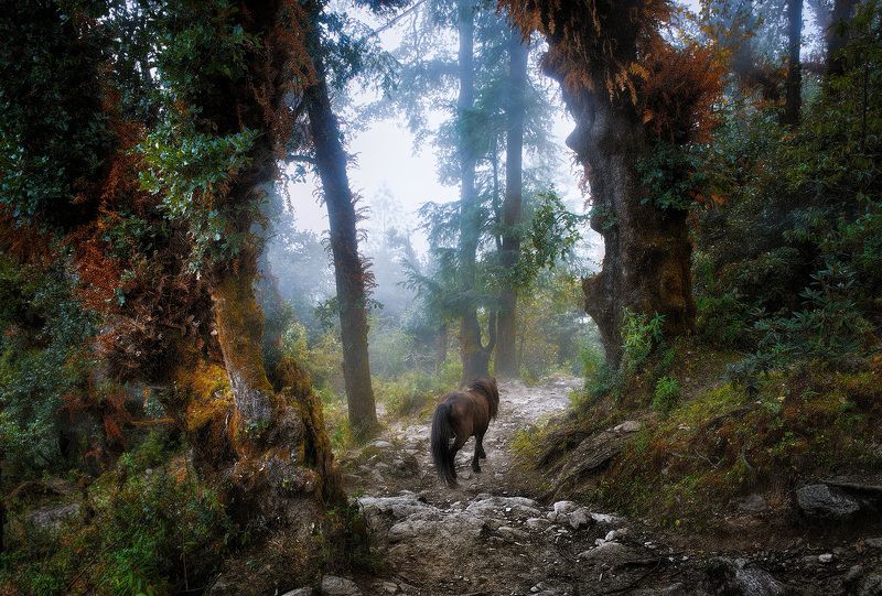 nepal, mountains, forest, В одиночестве.photo preview