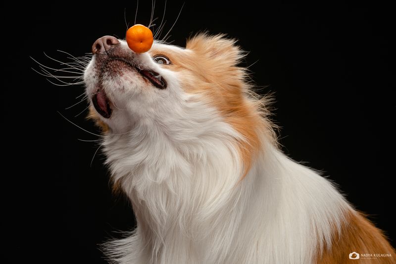dog, border collie, tangerine, catch, face, crazy, funny, fun, pet, pup, pet photography, dog photography Неудавшийся трюкphoto preview
