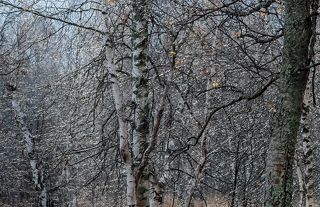 Pro бриллиантовые этюды поздней осени