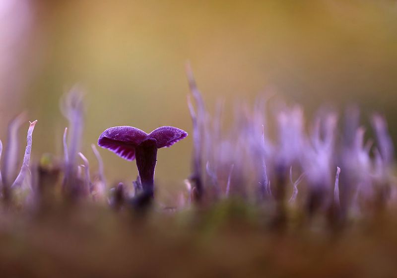 осень,лес,грибы. Там на неведомых тропинках следы неведомых грибов.photo preview