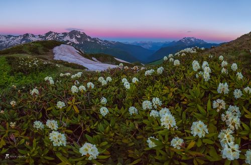 Цветущие альпийские луга Абхазии