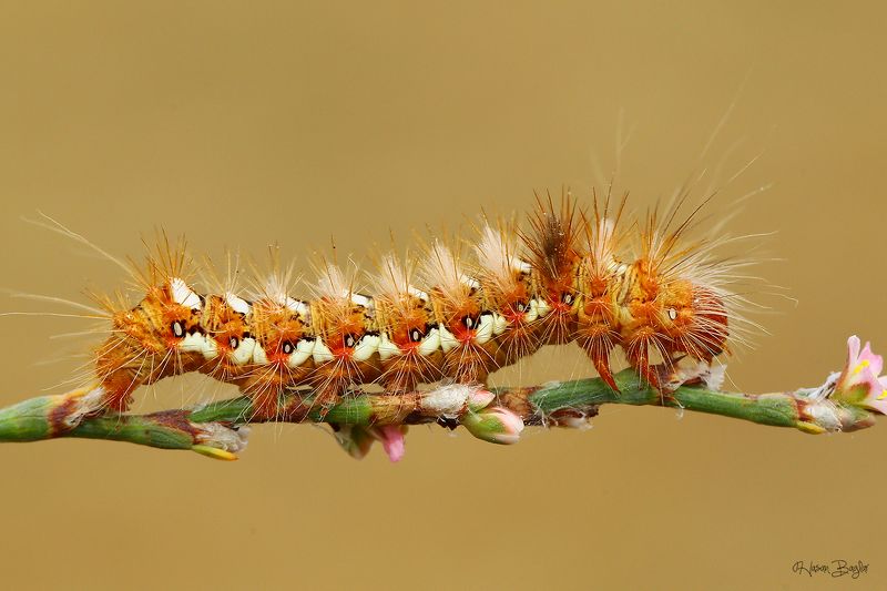 #moth#caterpillar#macro#nature#northcyprus#cyprus Punkyphoto preview