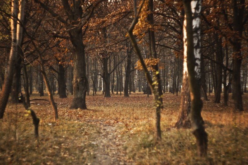 лес, осень, листья, желтый, Осенний лесphoto preview