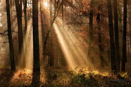 light beams in forest