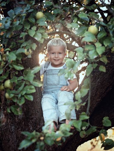 Boy sitting on apple tree