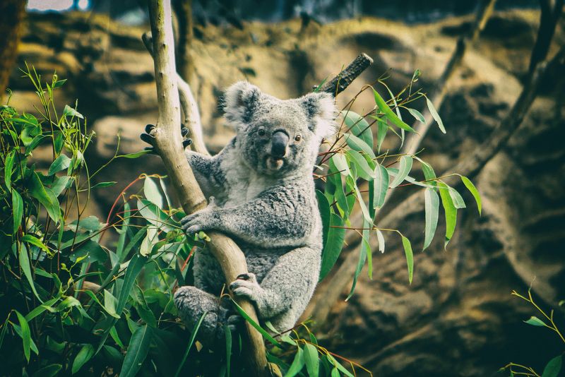 Koala Koalaphoto preview
