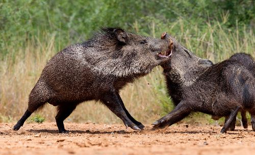 Happy New Year! Javelinas Fight for Corn.
