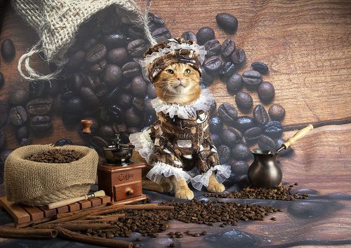 Котики - Хранители Кофе
