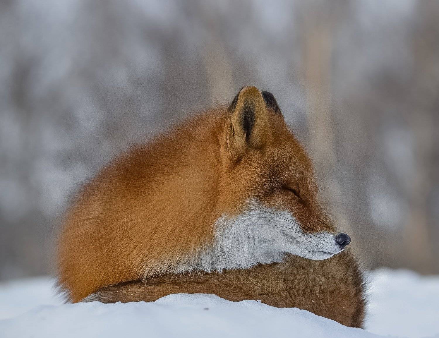 Спасибо фото животных. Восьмерка Red Fox. Спасибо фото животные. Red Fox good morning. Red fox 3
