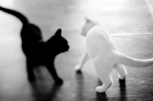 Черная кошка - Белый кот