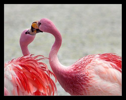 Фламинго...жаркий поцелуй.