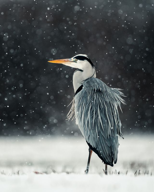heron, czapla, wildlife, birds, winter, snow Grey Heronphoto preview
