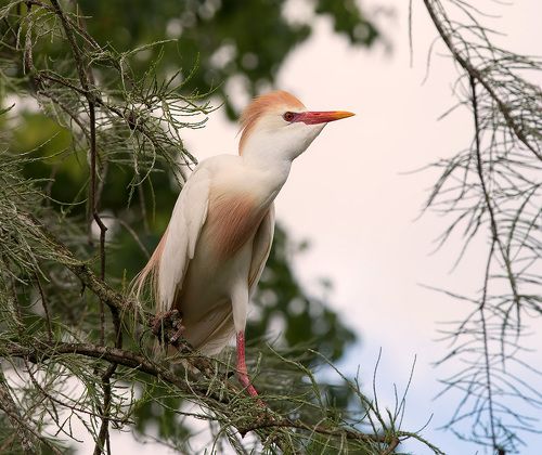 Египетская цапля -Cattle Egret