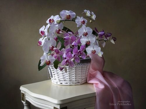 Натюрморт с корзиной орхидей