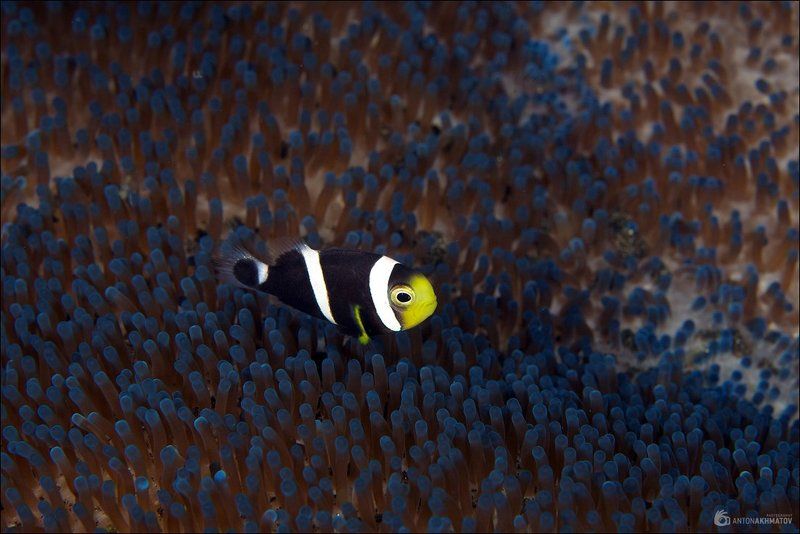 bali, indonesia, underwater, clown, fish, anemone, blue Чёрныйphoto preview