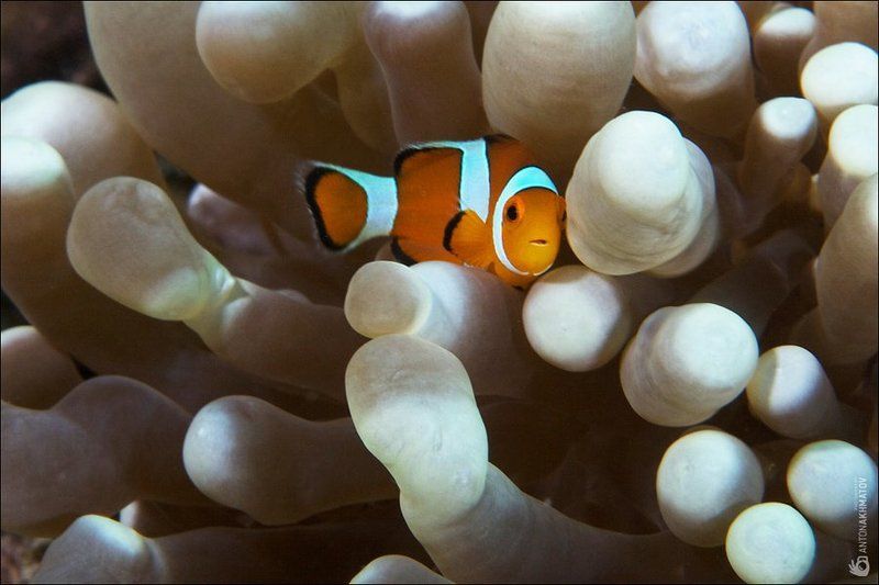 clown fish, underwater, anemone, malasia, sipadan ***photo preview