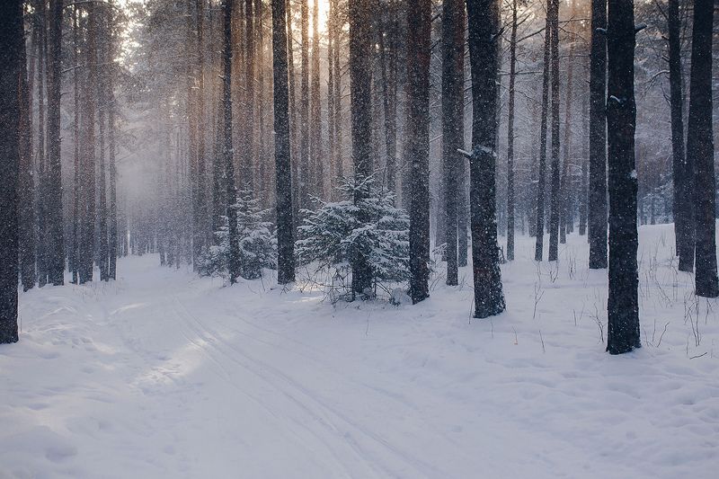 зима, снег, лес, природа, урал, снегопад Снежный лесphoto preview