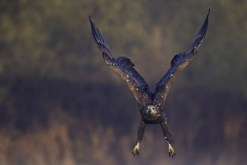 eagle, bielik, orzeł, wildlife, bird, in flight, White tailed eaglephoto preview