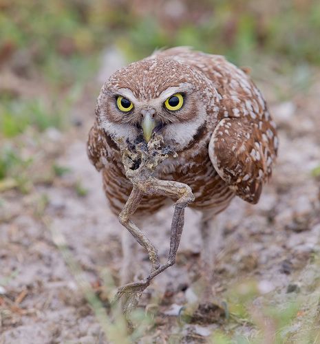 Cыч c  добычей - Burrowing Owl  with prey