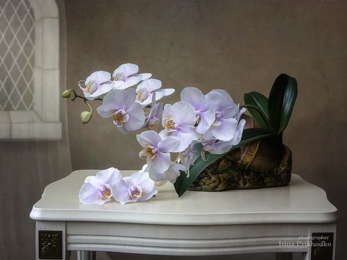 Натюрморт с орхидеей фаленопсис