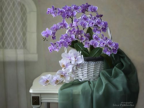 Натюрморт с орхидеями